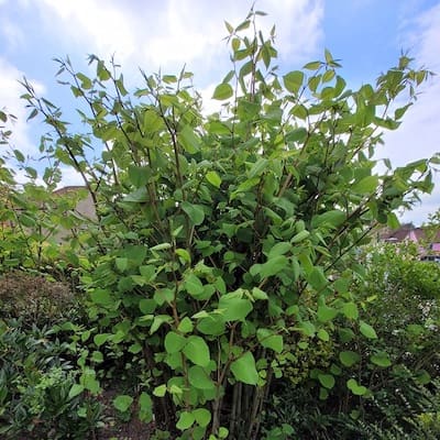 Japanese knotweed standing 1.5m tall in mid-May