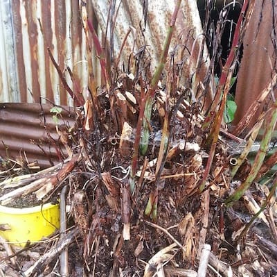 Japanese knotweed deformed canes after unsuccessful treatment attempts