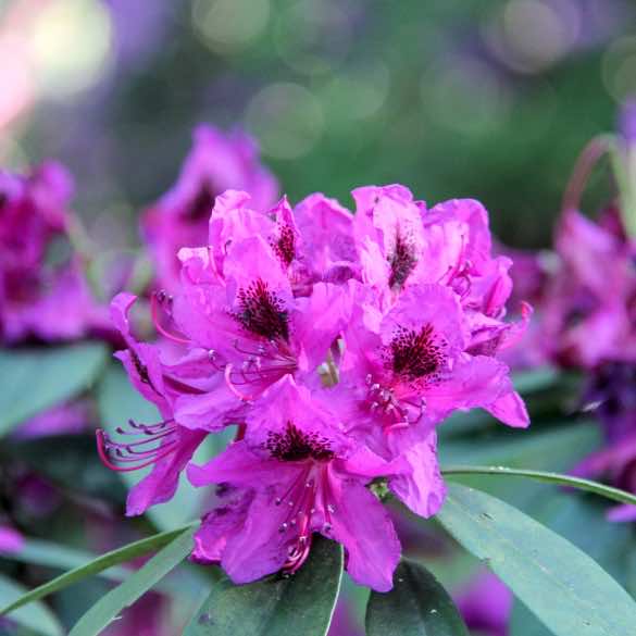 close up on Buddleia purple flowers