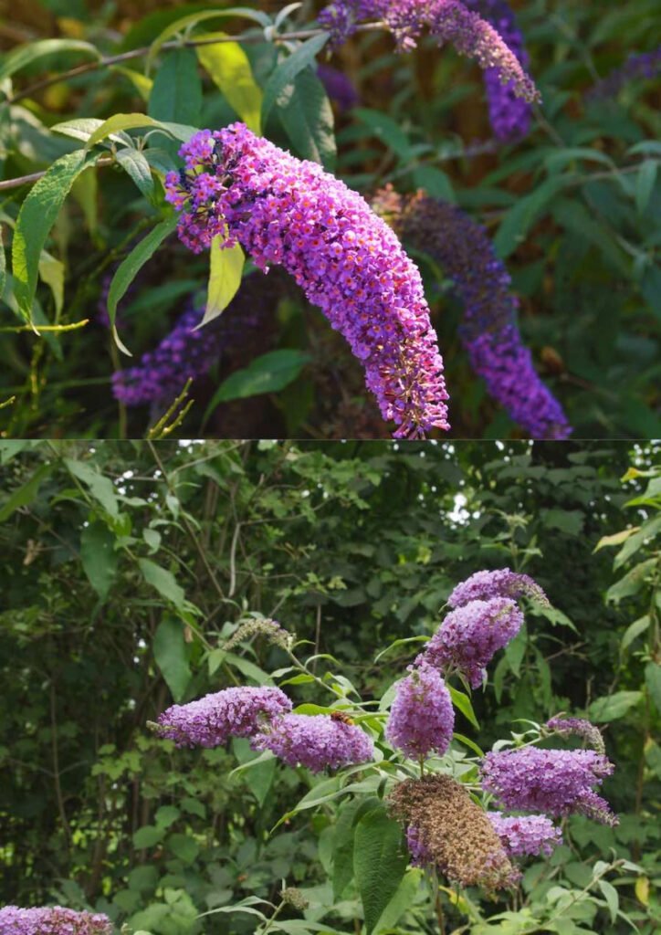 close up on Buddleia purple flowers