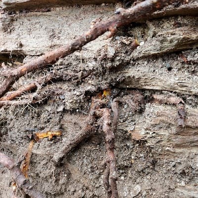 Japanese knotweed growing into an old stone barn wall