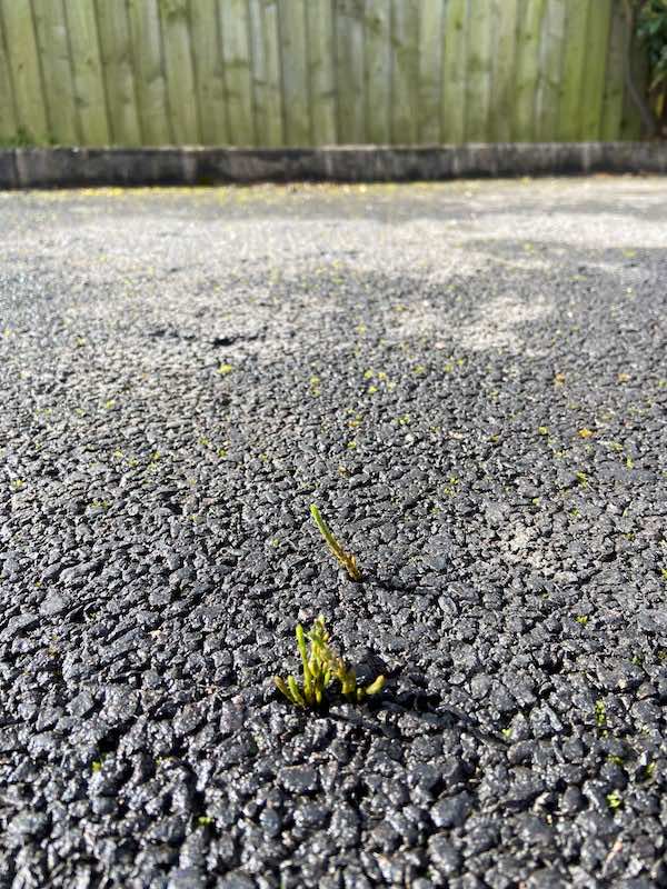 Horsetail growing through concrete