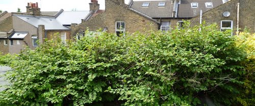 Japanese knotweed present on a residential site