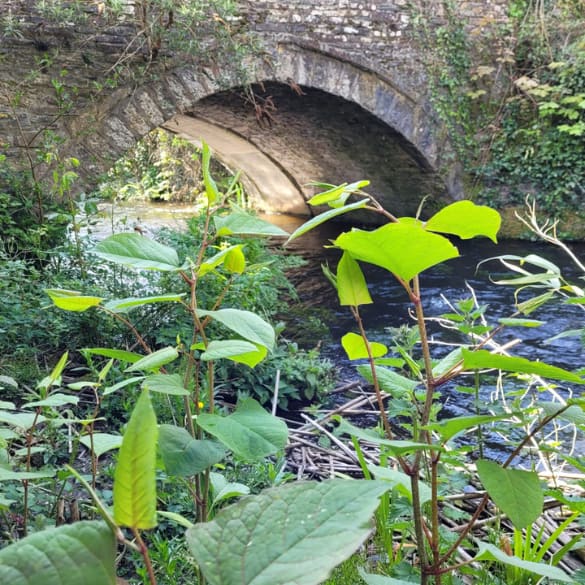 Knotweed next to a river