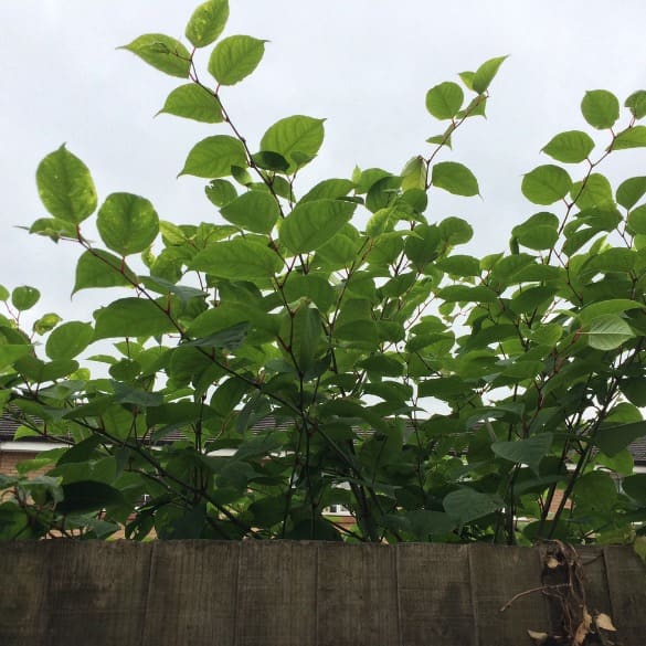 Japanese knotweed encroachment on a residential site