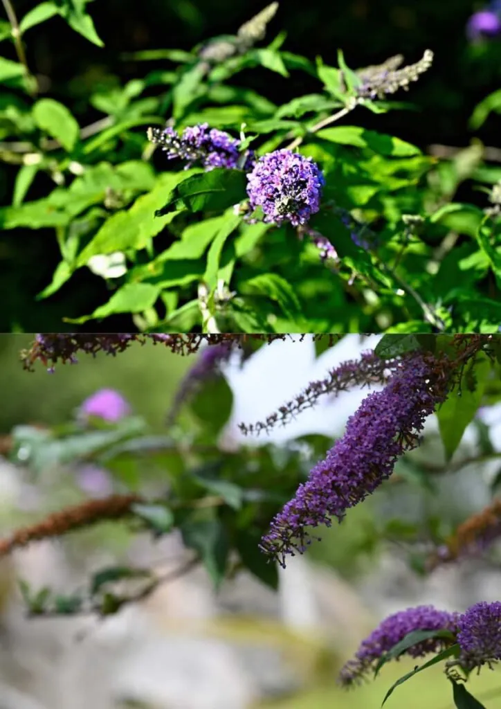 close up on Buddleia purple flowers