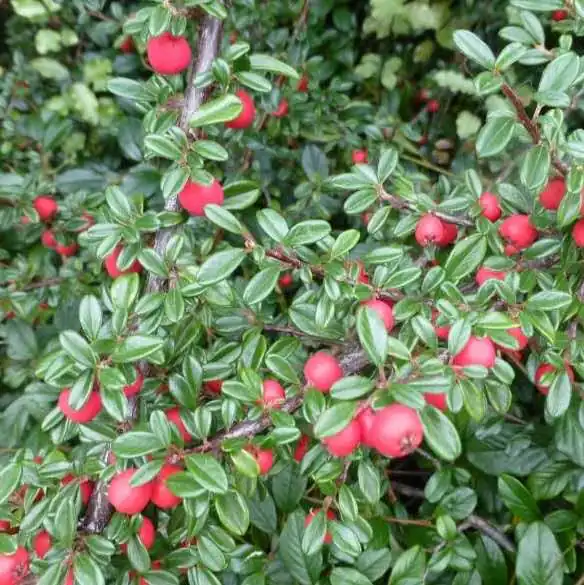 Close up on Cotoneaster