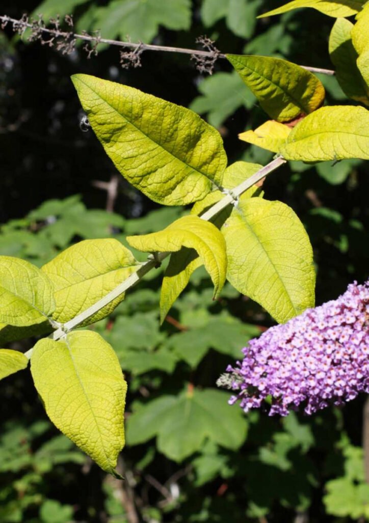 Close up on Buddleia leaves and purple flowers