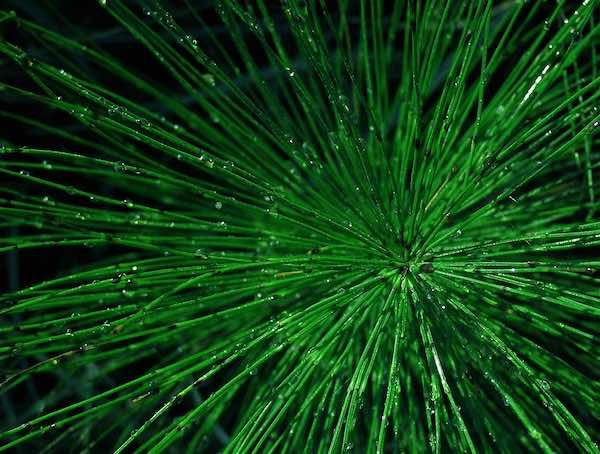 Close up on Horsetail