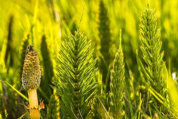 Close up on Horsetail