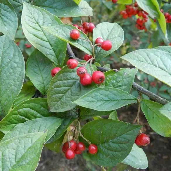 close up on Cotoneaster