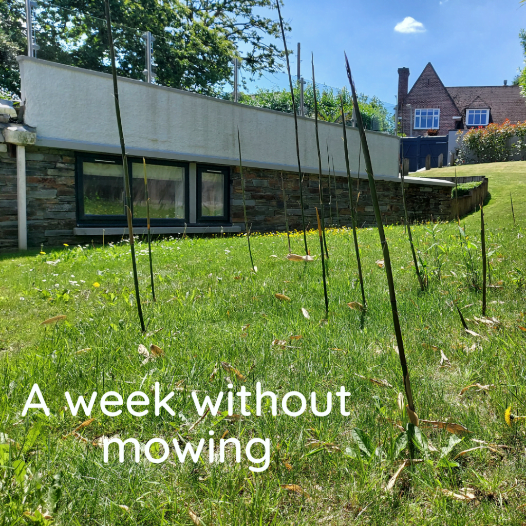 Tall bamboo growth emerging through lawn just one week after mowing