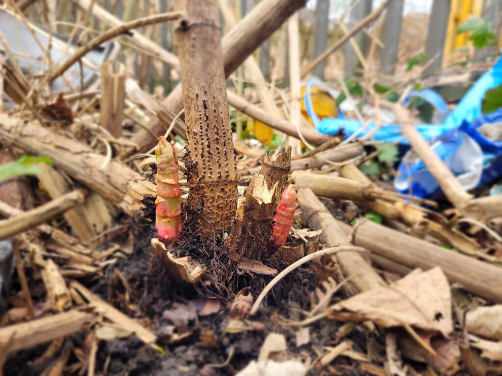 Japanese knotweed young shoots