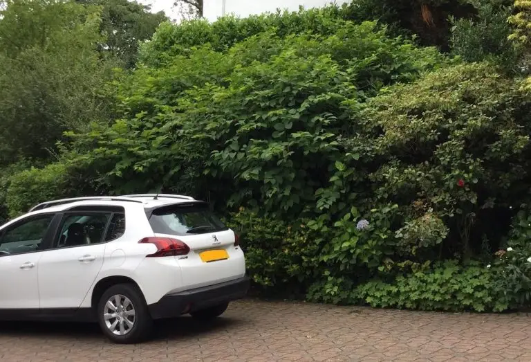 Large stand of Japanese knotweed on a driveway in a border