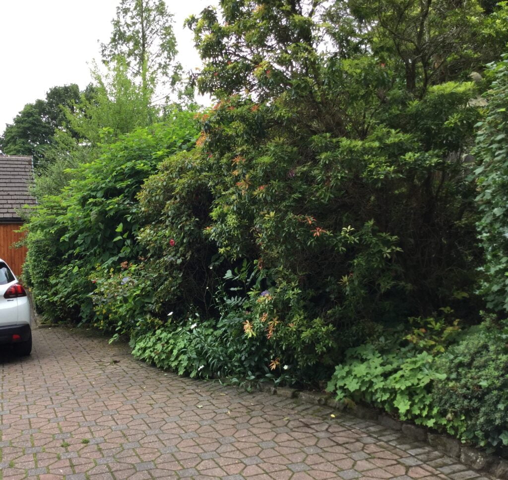 Japanese knotweed growing out of control on a residential site in Bolton