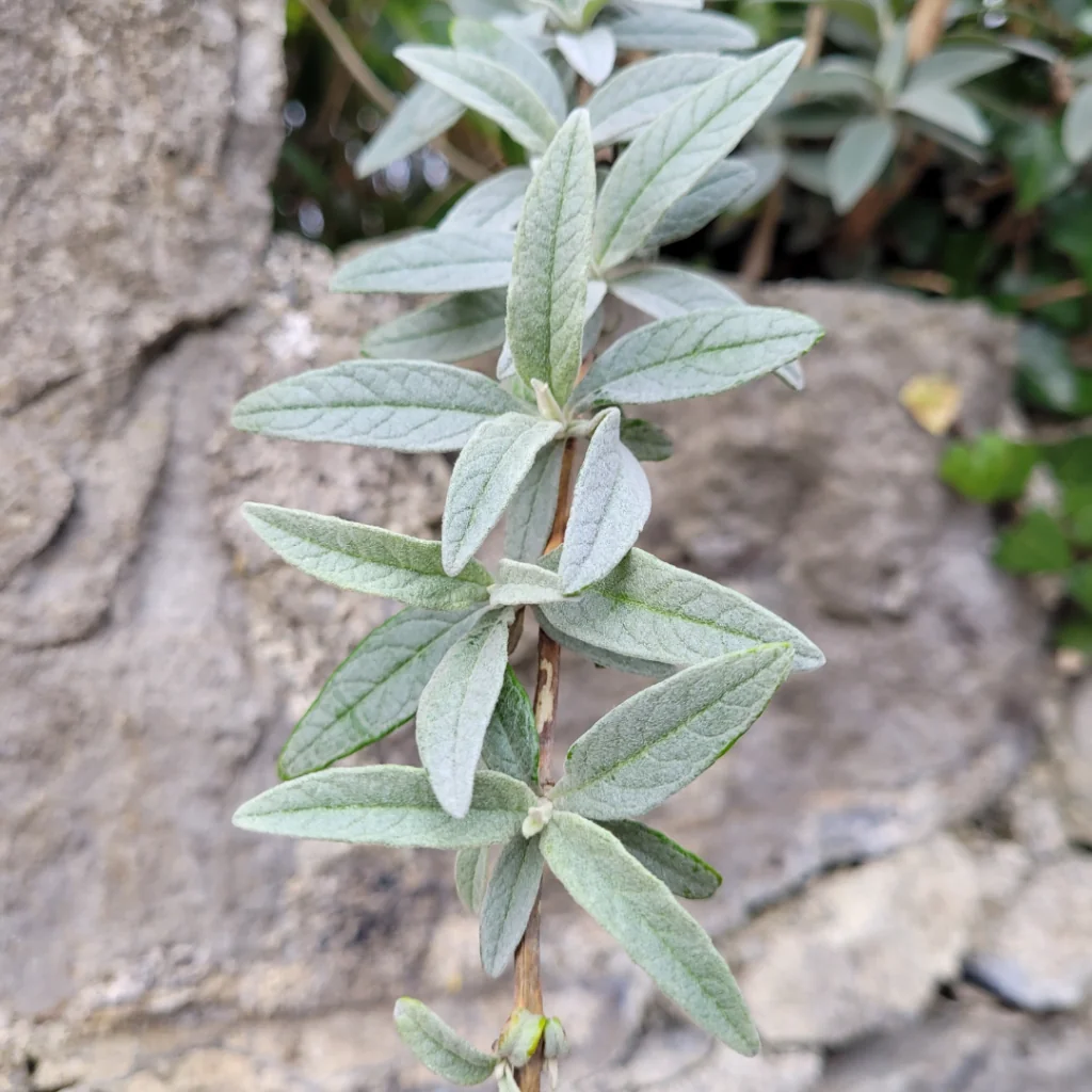 buddleia leaves forming on stem