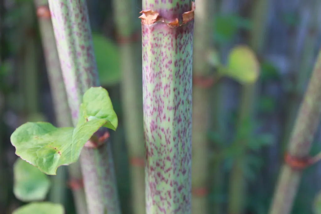 Close up view of Japanese knotweed's speckled canes