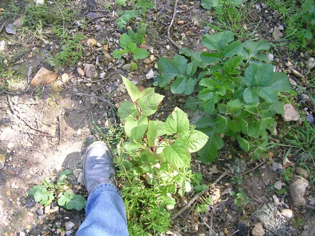 Japanese knotweed growing 