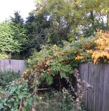 Japanese knotweed at a residential property
