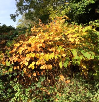 Japanese knotweed at a residential property in Folkestone
