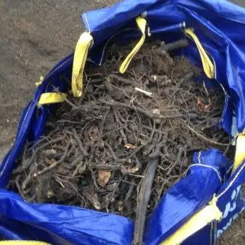 Bag of extracted Japanese knotweed Rhizomes on a site in Folkestone
