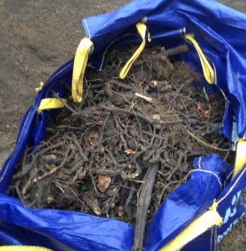 Bag of extracted Japanese knotweed Rhizomes on a site in Folkestone