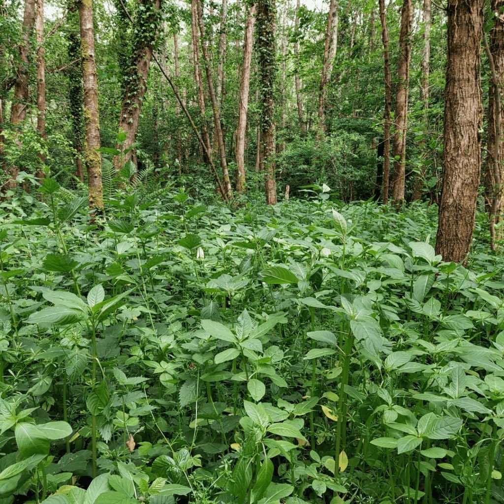Balsam groing in woodland