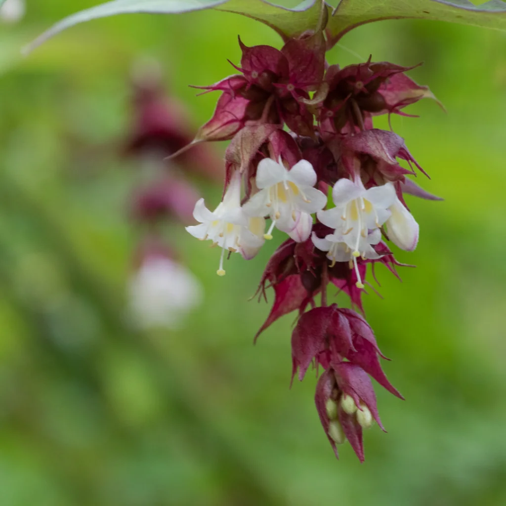 Close up on a Himalayan honeysuckle with purple and white flowers