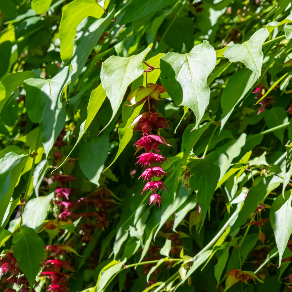 Close up on Himalayan honeysuckle with green leaves