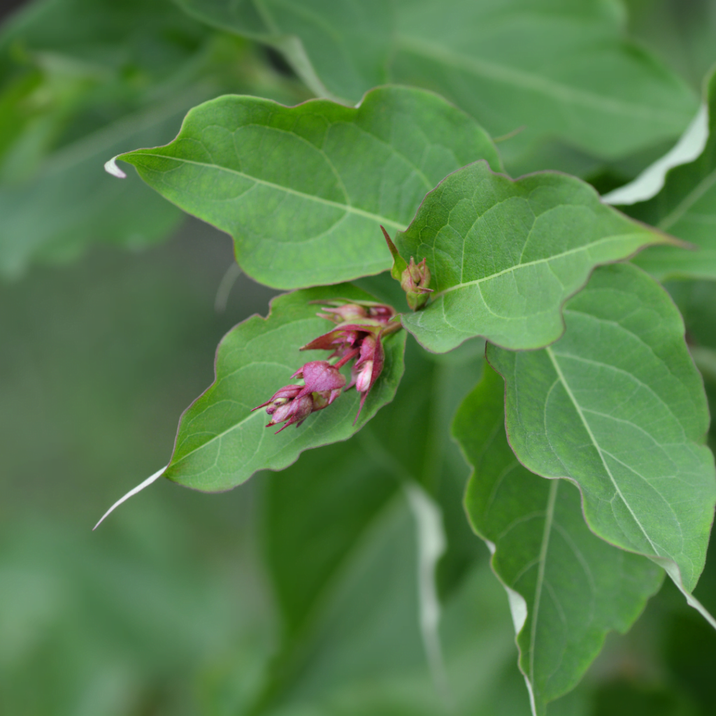 Close up on a Himalayan honeysuckle and leaves