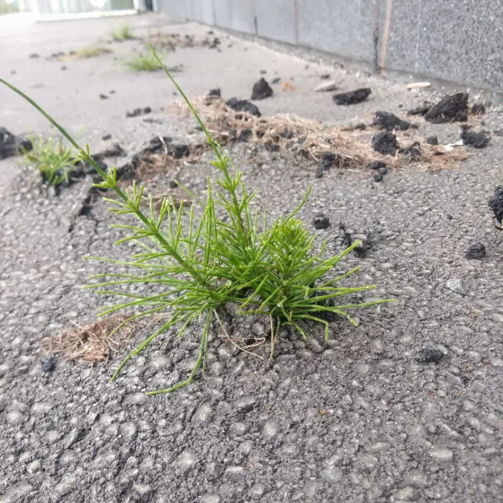 Horsestail damage shown as it grows through concrete