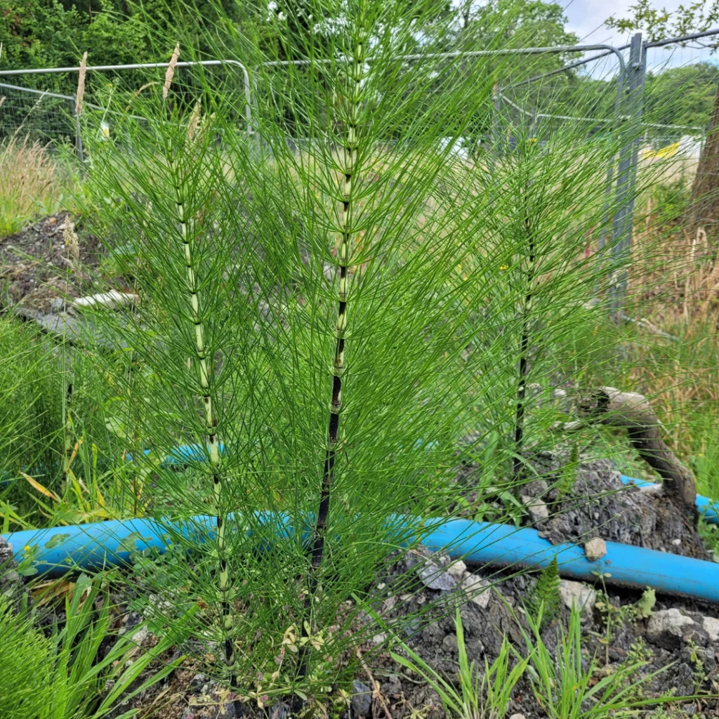 Close up on Horsestail reeds growing on a commercial site