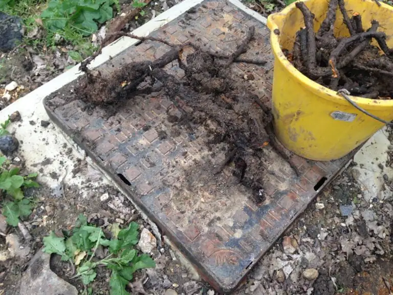 Japanese knotweed rhizome in a bucket