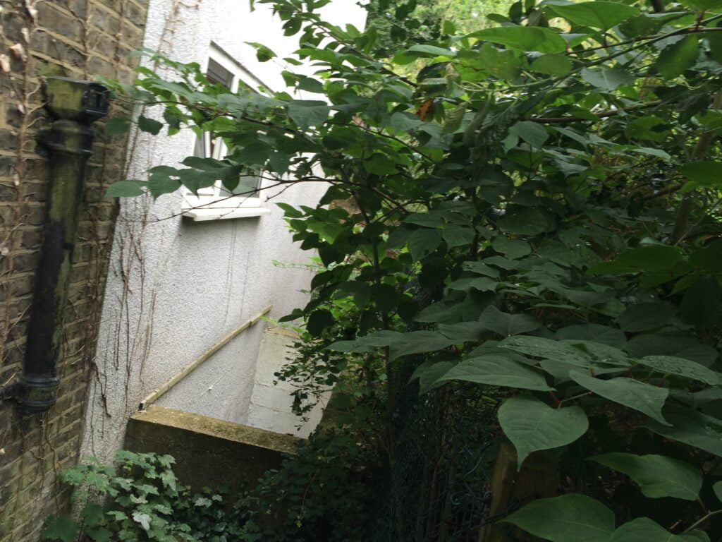 Japanese knotweed infestation at a London property