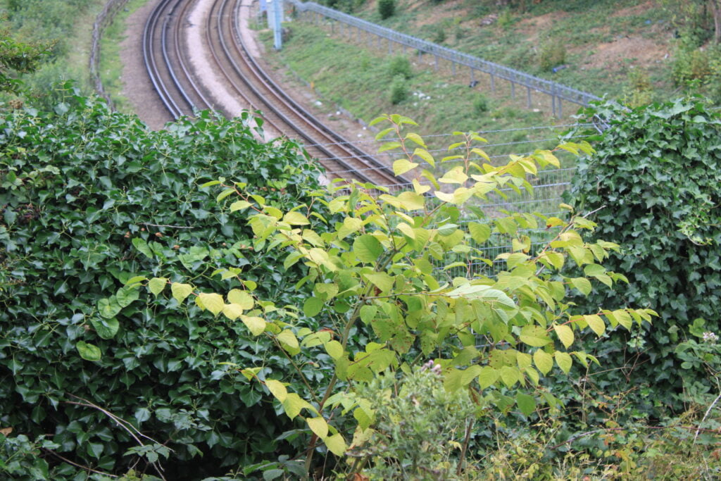 Japanese knotweed growing near railway line