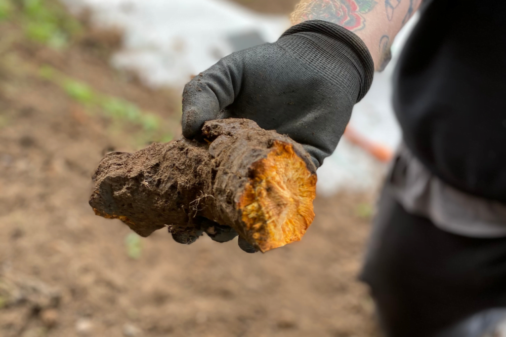 Japanese knotweed rhizome excavated from residential garden