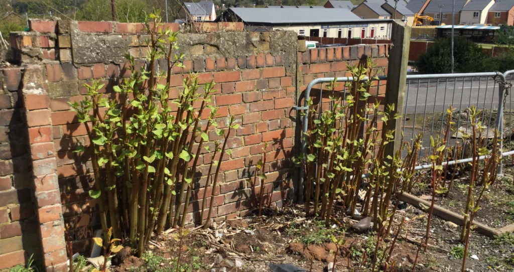 knotweed emerging on drive