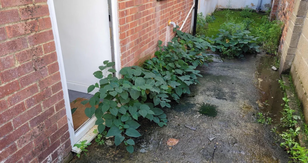 Japanese knotweed growing on path