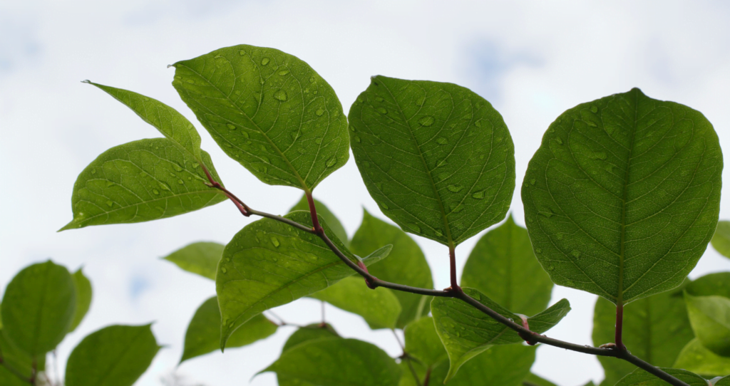 knotweed leaves