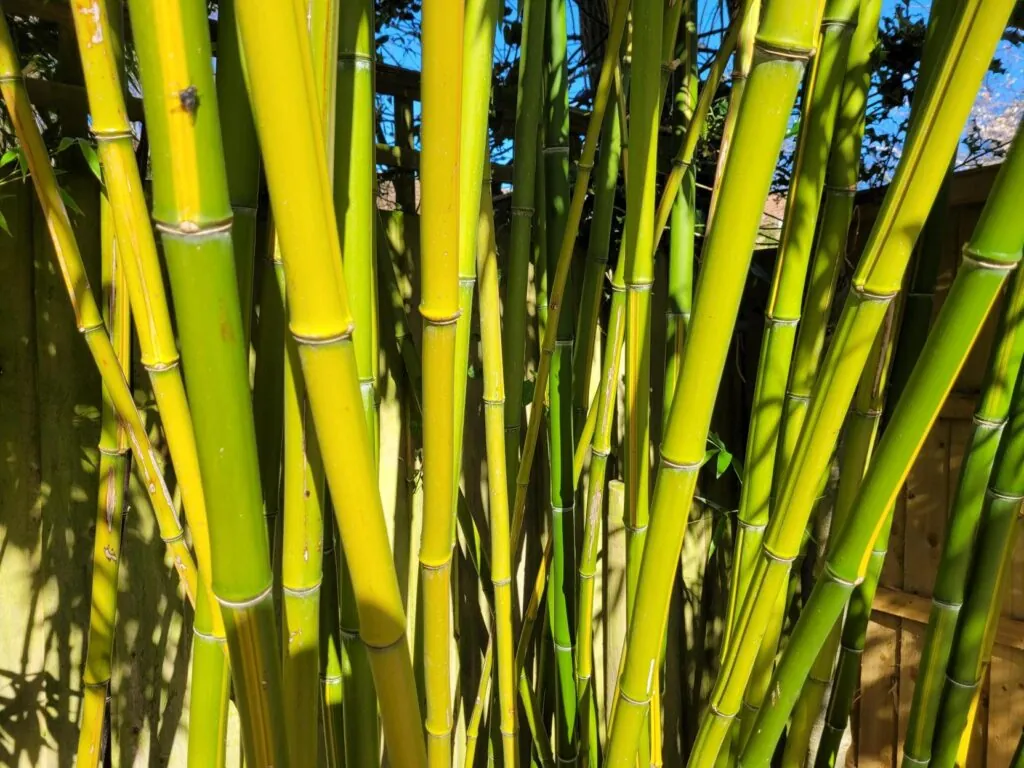 Vibrant yellow-green Bamboo canes growing in residential garden