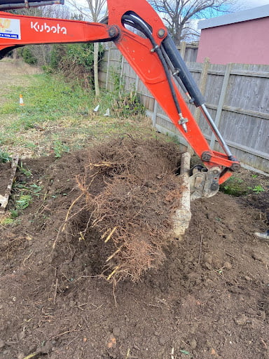 Full excavation of bamboo using a machine at the University of Bedfordshire