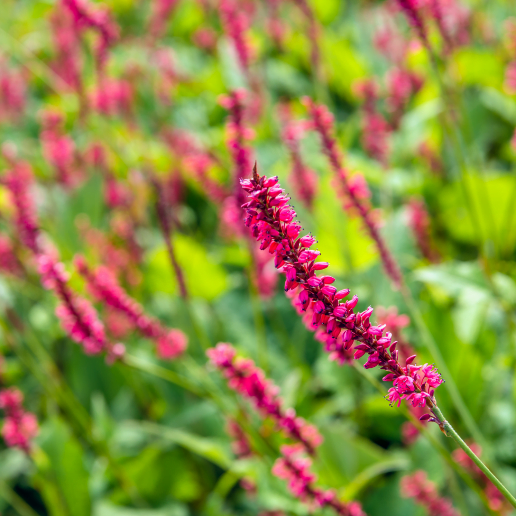 Red bistort in flower