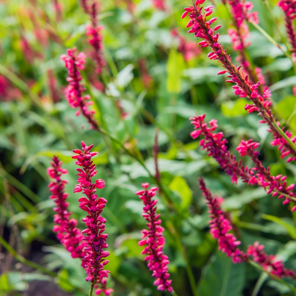 Flowering red bistort