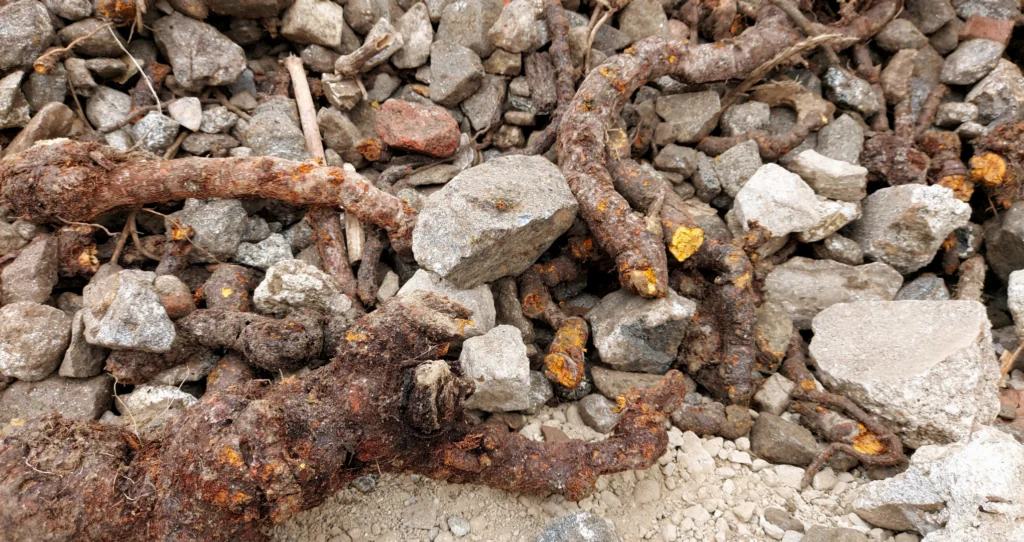 Japanese knotweed rhizome removal