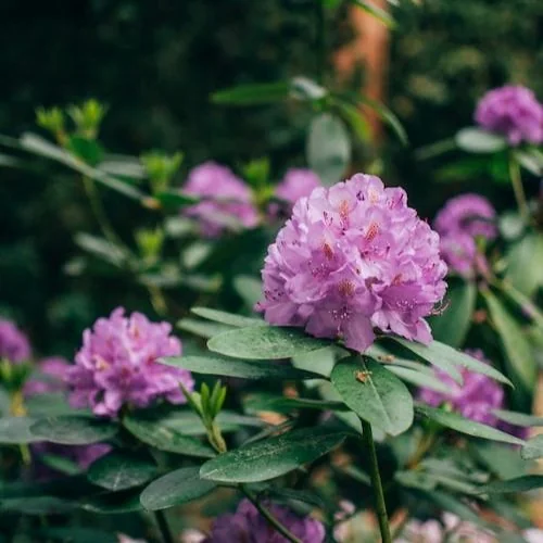 Rhododendron Ponticum flower