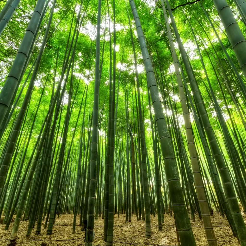 A forest of Bamboo