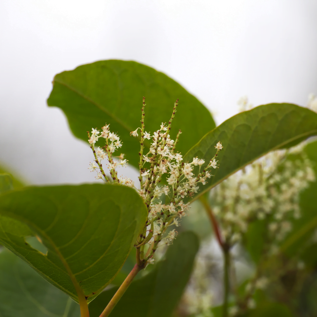 Close up of Japanese knotweed white flowers