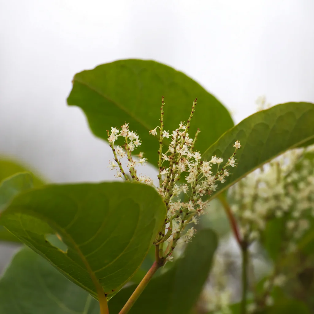 Close up of Japanese knotweed white flowers