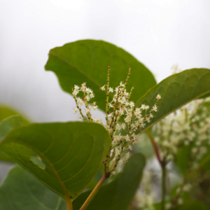 Close up of Japanese knotweed white flowers