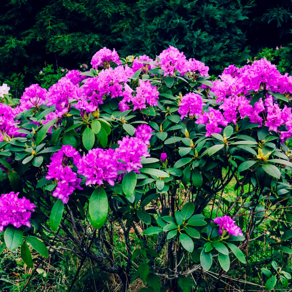 A close up of Rhododendron Ponticum growing in the wild